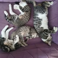 سه بچه گربه خانگی