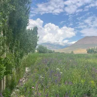 زمین زراعی آبی جهت ایجاد باغ