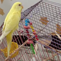 مرغ عشق لوتینو|پرنده|بندر امام خمینی, |دیوار