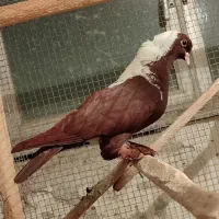 دست ککیلی بالا آلیام