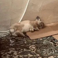 خرگوش|موش و خرگوش|آمل, |دیوار