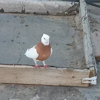 یک جفت طوقی|پرنده|اسفراین, |دیوار