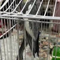 پرنده|پرنده|سبزوار, فرهنگیان|دیوار