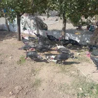فروش ۲۰ عدد بوقلمون
