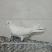 کبوتر نوک قناری چشم سفید