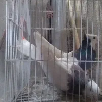 کبوتر .کفتر کاکلی|پرنده|گرگان, |دیوار