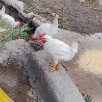 3عددخروس 5ماهه