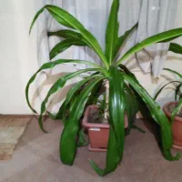 فروش گیاه ملکه اشکی|گل و گیاه طبیعی|اصفهان, محمودآباد|دیوار