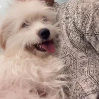 سگ مالتیز|سگ|فردوس (خراسان), |دیوار