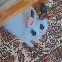 خرگوشای زیبا