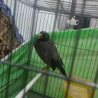 نیازمندضامن