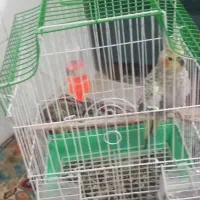 عروس هلندی|پرنده|گالیکش, |دیوار