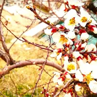 فروش یا معاوضه زمین 4400 متری