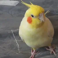 عروس هلندی نر دستی بازیگوش و سخنگو|پرنده|گلستان (تهران), |دیوار