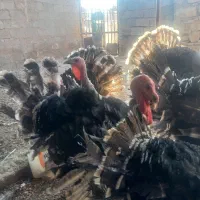 فروش بوقلمون در شهرستان فسا|حیوانات مزرعه|فسا, |دیوار