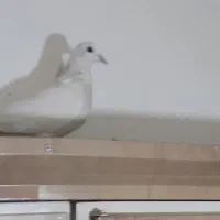 کفتر ساده رنگی|پرنده|چناران, |دیوار