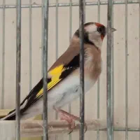 سهره ماده متولد قفس