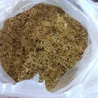 ریشه زعفران