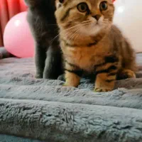 واگذاری بچه گربه 3 ماهه