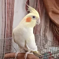 عروس هلندی لوتینو ماده