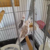 مولد واقعی عروس هلندی عتیقه|پرنده|آستارا, |دیوار