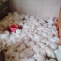 مرغ کیلو ۱۷۵ روبرو سینما مغازه مقصودی