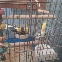 عروس هلندی جفت با جوجه