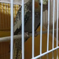 دو عروس هلندی ماده جوان و تعدادی مرغ عشق فروشی|پرنده|گلبهار, شهر جدید گلبهار|دیوار