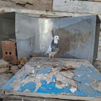 کبوتر طوقی الماسی