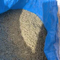 فروش عدس بوجاری و تمیز
