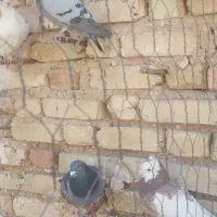 کبوتر پلاکی نر