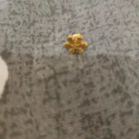 طلای گمشده