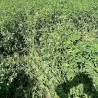 یونجه میخام در حد یکی دو گونی