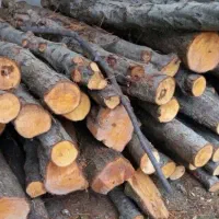 هرس و خرید هرگونه درختی نرخ روز