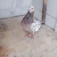 کفتر یا کبوتر