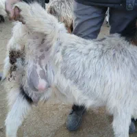 بزغاله پاکستان اصل۱۰م بزکول شیری بزغاله ماده۱۳۵۰۰م|حیوانات مزرعه|بجنورد, |دیوار