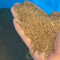 بذر یونجه حاجی کوشش درجه یک