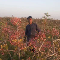 پسته درجه یک|خوردنی و آشامیدنی|کیلان, |دیوار