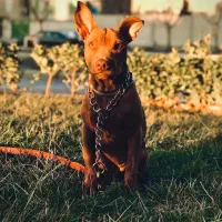 واگذاری پیتبول یک ساله با شناسنامه و واکسن|سگ|فردیس, دهکده|دیوار