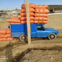 خریدار کاه گندم . کاه جو . کاه لوبیا چیتی نقد