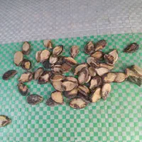 تخم هندوانه