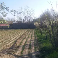 فروش ۷۰۰ متری در تهران دشت سعید آباد کردان جنوبی|فروش دفتر صنعتی، کشاورزی، تجاری|هشتگرد, تهران دشت|دیوار