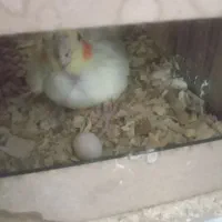 جفت طوطی مولد|پرنده|شوشتر, |دیوار