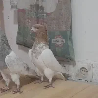 کبوتر کله ای زرد الماسی