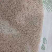 برنج سرلاشه دمسیاه|خوردنی و آشامیدنی|ماهان, |دیوار