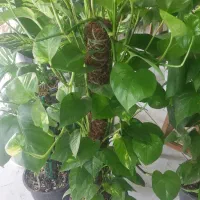 پتوس زعفرونی