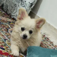 سگ خانگی خیلی بازیگوش