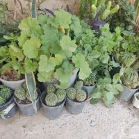 فروش تعدادی گل و گیاه