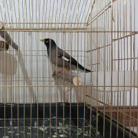 مرغ مینا سخنگو ، شاه تخم نر