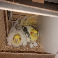 یه جفت عروس هلندی مولد فوق العاده زیبا|پرنده|تهران, اکباتان|دیوار